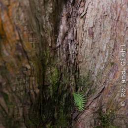 Bot. Garten Mainz Oktober 2016