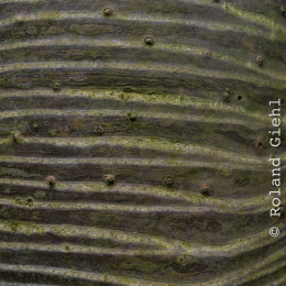 Botanischer-Garten-Mainz_20161002_025