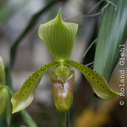 Botanischer-Garten-Mainz_20161002_028