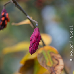 Botanischer-Garten-Mainz_20161002_043