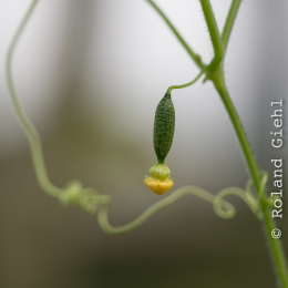 Botanischer-Garten-Mainz_20161002_008