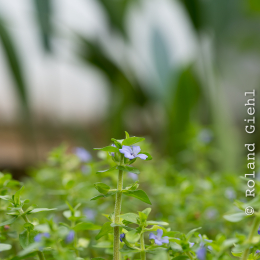 Botanischer-Garten-Mainz_20161002_030