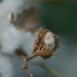 Botanischer-Garten-Mainz_20161002_004
