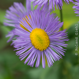 Botanischer-Garten-Mainz_20161002_039