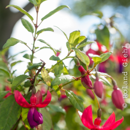Botanischer-Garten-Mainz_20161002_003