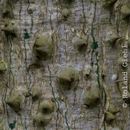 Botanischer-Garten-Mainz_20161002_024