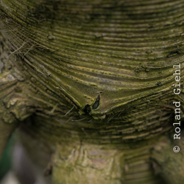 Botanischer-Garten-Mainz_20161002_026