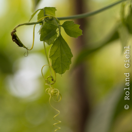 Botanischer-Garten-Mainz_20161002_015