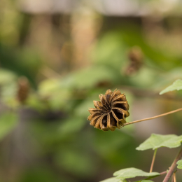 Botanischer-Garten-Mainz_20161002_016