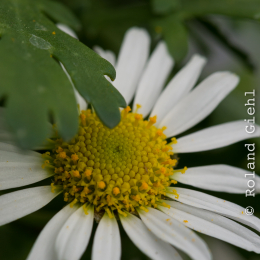 Botanischer-Garten-Mainz_20161002_021