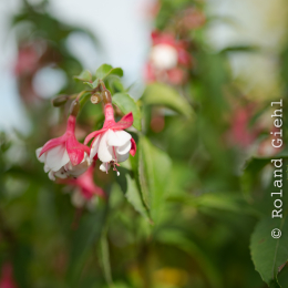 Botanischer-Garten-Mainz_20161002_001