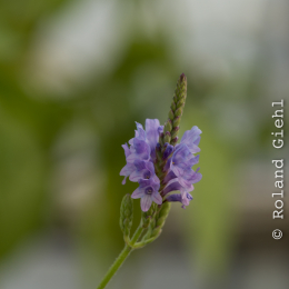 Botanischer-Garten-Mainz_20161002_020