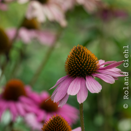 Botanischer-Garten-Mainz_20161002_040
