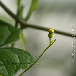 Botanischer-Garten-Mainz_20161002_014