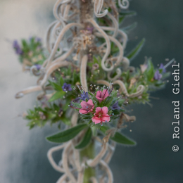 Botanischer-Garten-Mainz_20161002_019