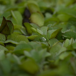 Botanischer-Garten-Mainz_20161002_033