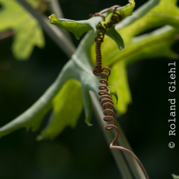 Botanischer-Garten-Mainz_20161002_013