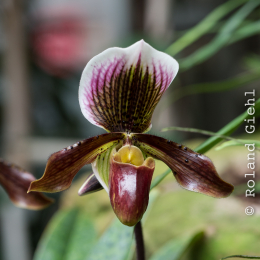Botanischer-Garten-Mainz_20161002_022
