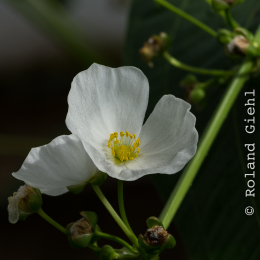 Botanischer-Garten-Mainz_20161002_034