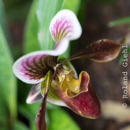 Botanischer-Garten-Mainz_20161002_023