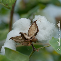 Botanischer-Garten-Mainz_20161002_005