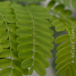 Botanischer-Garten-Mainz_20161002_010