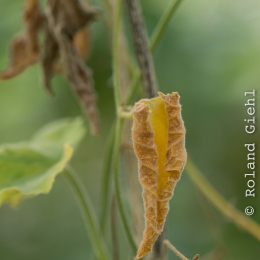 Botanischer-Garten-Mainz_20161002_012