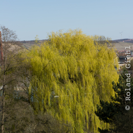Botanischer_Garten_Würzburg_20120401-022