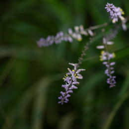Botanischer_Garten_Würzburg_20120401-017
