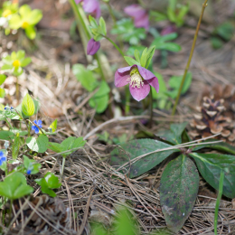 Botanischer_Garten_Würzburg_20120401-021