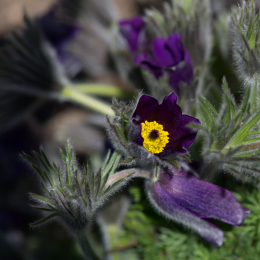 Botanischer_Garten_Würzburg_20120401-007