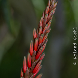 Botanischer_Garten_Würzburg_20120401-001