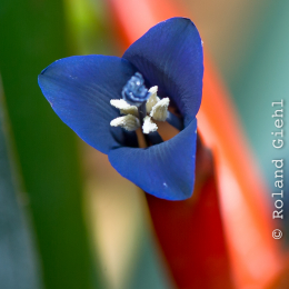 Botanischer_Garten_Würzburg_20120401-010