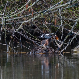 Braubach Teich_20210425_0004
