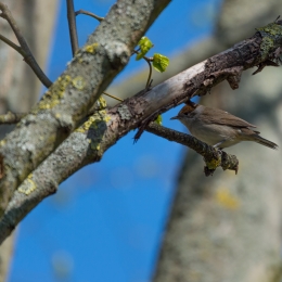 Braubach Teich_20210425_0010