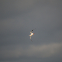 Maintaler_Teich_Braubach_20200111_0004