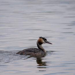 Braubach_Teich_001_20240728