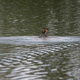 Braubach_Teich_002_20240728