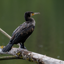 Braubach_Teich_009_20240728