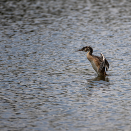 Braubach_Teich_004_20240728