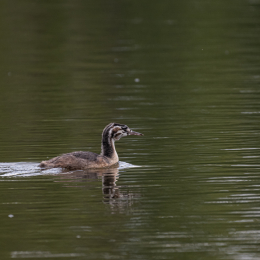 Braubach_Teich_003_20240728