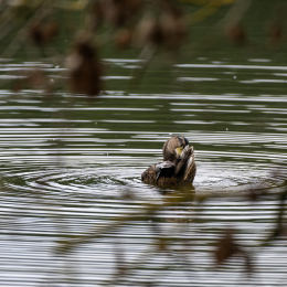 Braubach_Teich_011_20240728