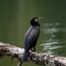 Braubach_Teich_010_20240728