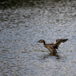 Braubach_Teich_005_20240728