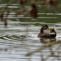 Braubach Teich Juli 2024