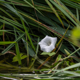 Braubach_Teich_006_20240728