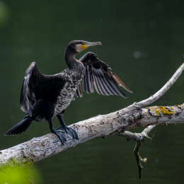 Braubach_Teich_008_20240728