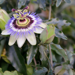 BuGa_Koblenz_2011-10-02_50