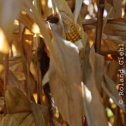 BuGa_Koblenz_2011-10-02_13