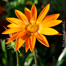 BuGa_Koblenz_2011-10-02_42